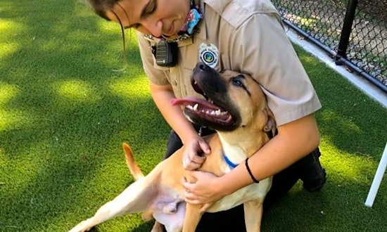 Looking to adopt a pet? Here are 7 lovable pups to adopt now in Raleigh