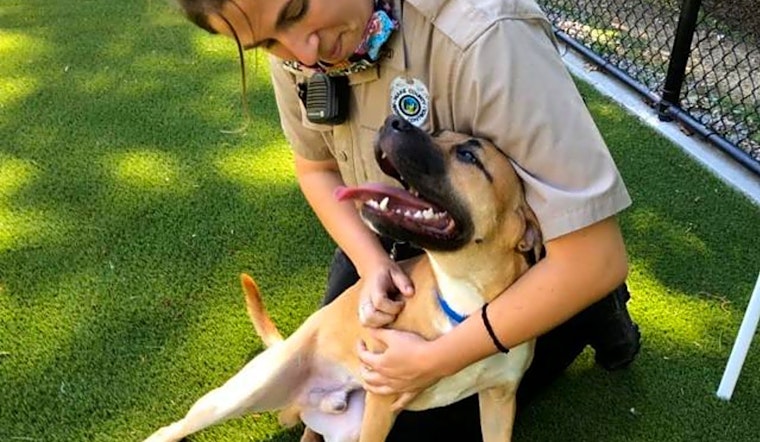 Looking to adopt a pet? Here are 7 lovable pups to adopt now in Raleigh