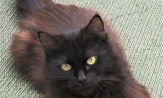 Want to adopt a pet? Here are 3 furry felines to adopt now in Pittsburgh