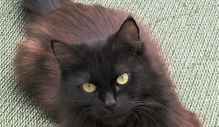 Want to adopt a pet? Here are 3 furry felines to adopt now in Pittsburgh