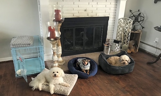 These Baltimore-based pups are up for adoption and in need of a good home