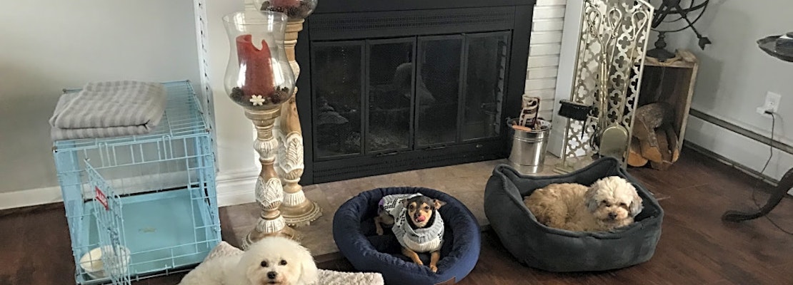 These Baltimore-based pups are up for adoption and in need of a good home