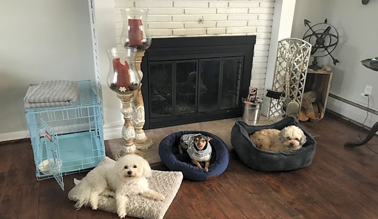 These Baltimore-based pups are up for adoption and in need of a good home