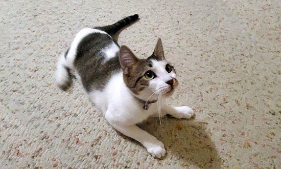 Looking to adopt a pet? Here are 3 cute kitties to adopt now in Jersey City