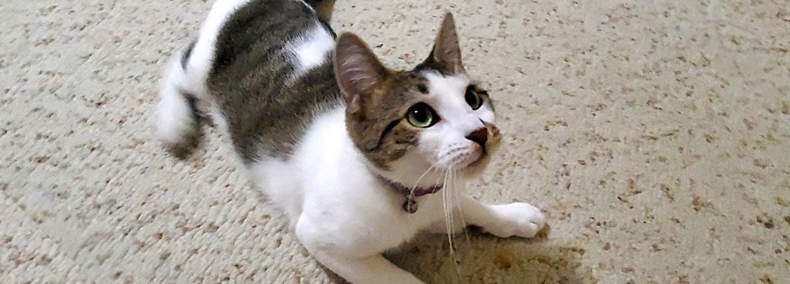Looking to adopt a pet? Here are 3 cute kitties to adopt now in Jersey City