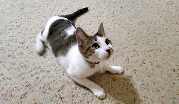 Looking to adopt a pet? Here are 3 cute kitties to adopt now in Jersey City