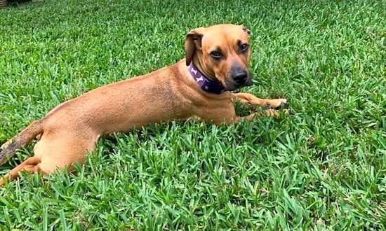 Looking to adopt a pet? Here are 7 cuddly canines to adopt now in Houston