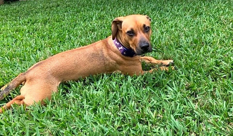 Looking to adopt a pet? Here are 7 cuddly canines to adopt now in Houston