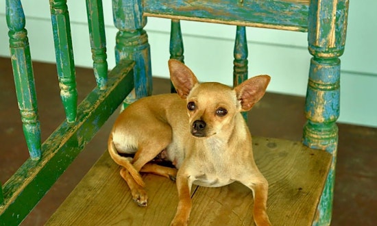 5 cuddly canines to adopt now in San Antonio