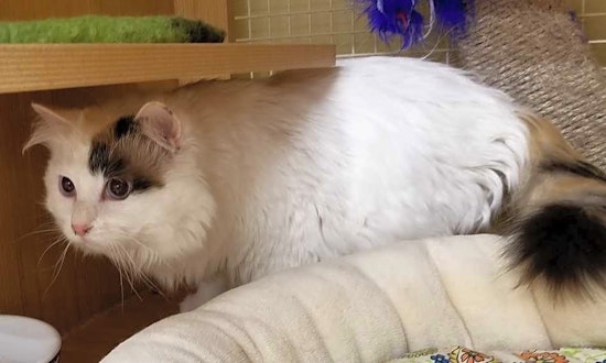 These Dallas-based felines are up for adoption and in need of good homes