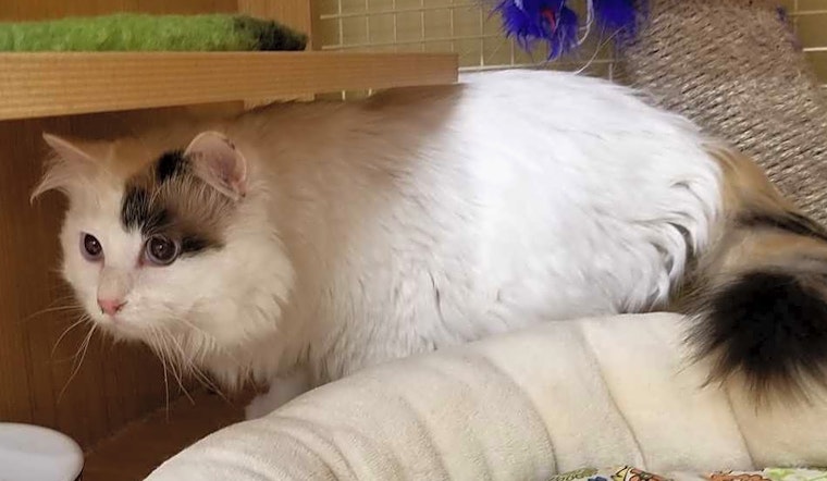 These Dallas-based felines are up for adoption and in need of good homes