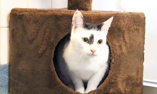 These cheeky Plano-based cats are up for adoption and in need of good homes