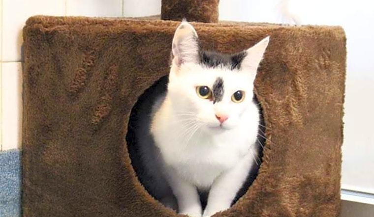 These cheeky Plano-based cats are up for adoption and in need of good homes