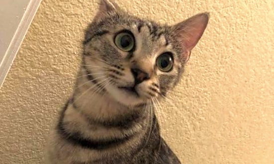 Want to adopt a pet? Here are 5 lovable kitties to adopt now in Austin
