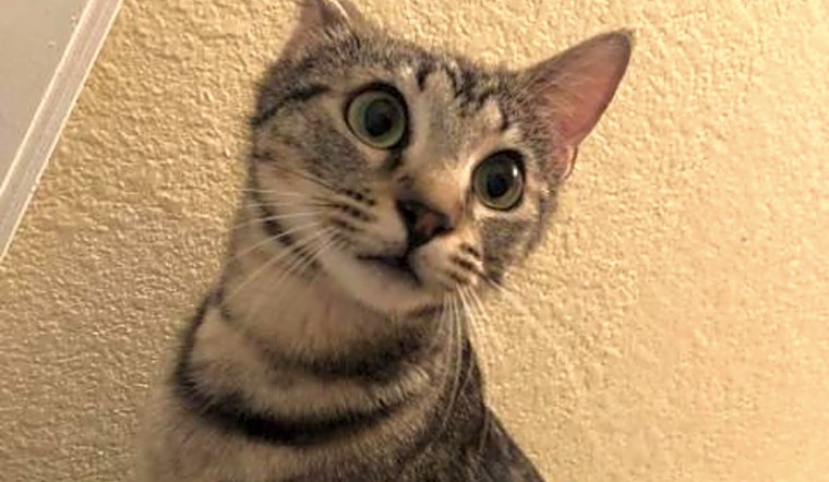 Want to adopt a pet? Here are 5 lovable kitties to adopt now in Austin