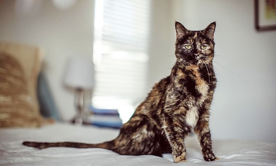 Looking to adopt a pet? Here are 3 charming cats to adopt now in Denver