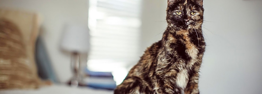 Looking to adopt a pet? Here are 3 charming cats to adopt now in Denver
