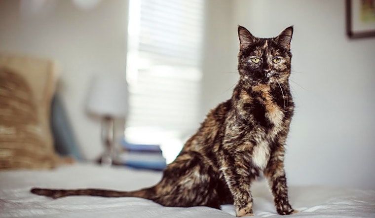 Looking to adopt a pet? Here are 3 charming cats to adopt now in Denver