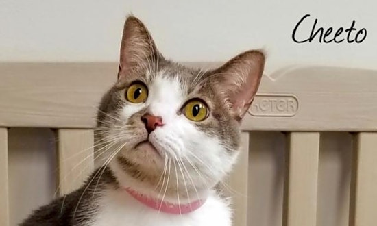 These Las Vegas-based kitties are up for adoption and in need of a good home