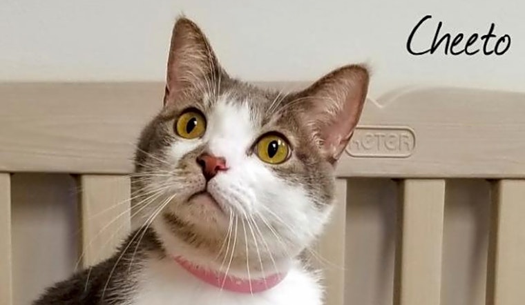 These Las Vegas-based kitties are up for adoption and in need of a good home