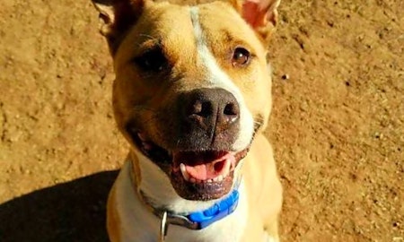 These Phoenix-based canines are up for adoption and in need of a good home