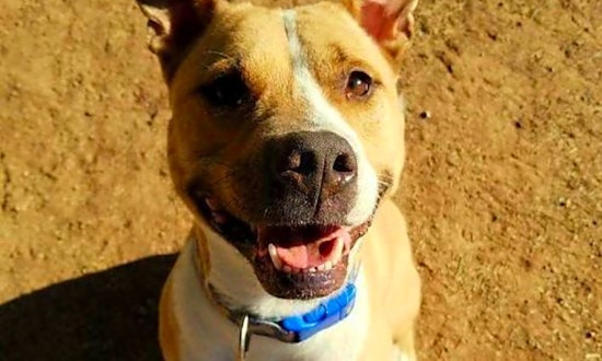 These Phoenix-based canines are up for adoption and in need of a good home