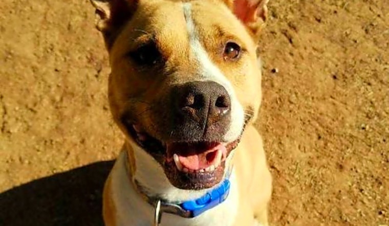 These Phoenix-based canines are up for adoption and in need of a good home