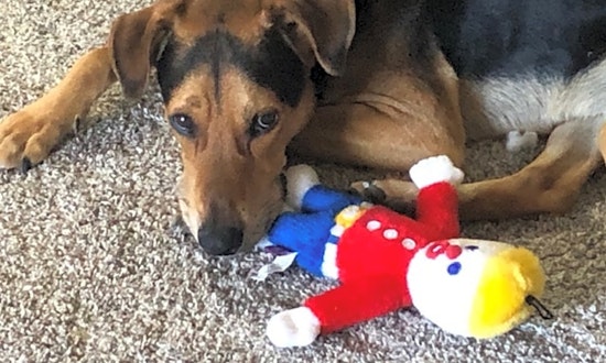 Looking to adopt a pet? Here are 4 cuddly canines to adopt now in Mesa
