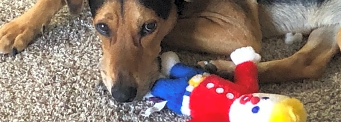 Looking to adopt a pet? Here are 4 cuddly canines to adopt now in Mesa