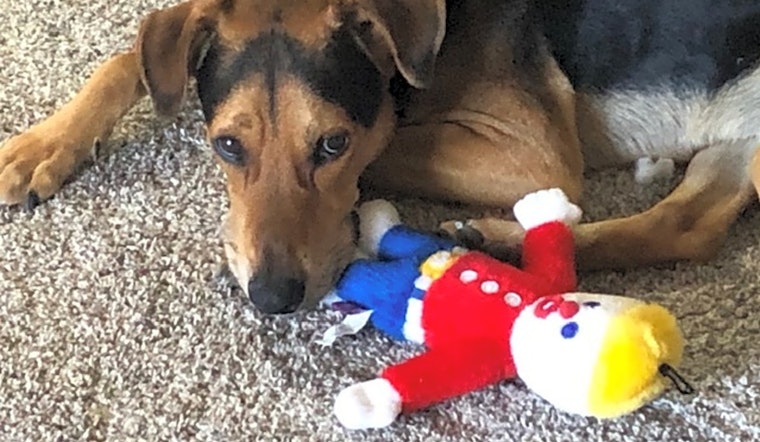 Looking to adopt a pet? Here are 4 cuddly canines to adopt now in Mesa