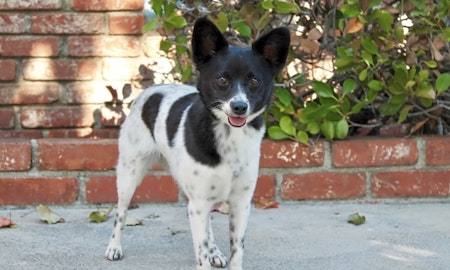 These Los Angeles-based doggies are up for adoption and in need of a good home