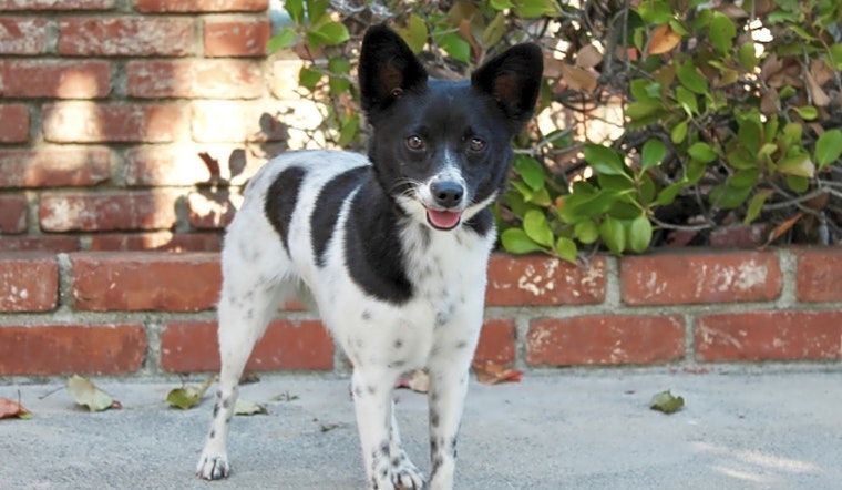 These Los Angeles-based doggies are up for adoption and in need of a good home