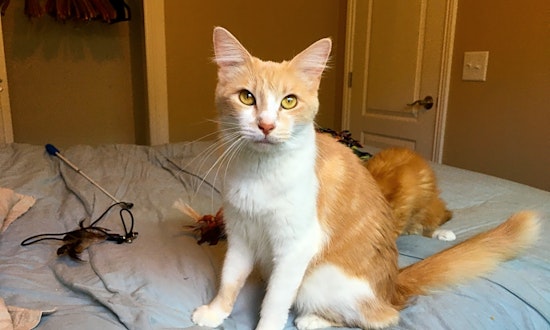 3 charming cats to adopt now in Anaheim