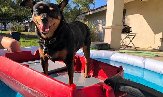 Dogs up for adoption from Santa Ana caretakers