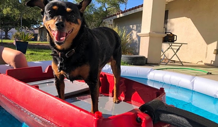 Dogs up for adoption from Santa Ana caretakers