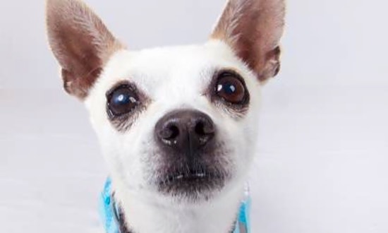 Want to adopt a pet? Here are 3 cuddly canines to adopt now in San Francisco