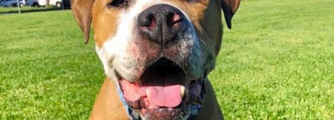 5 lovable pups to adopt now in Oakland
