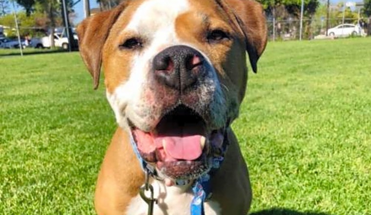 5 lovable pups to adopt now in Oakland
