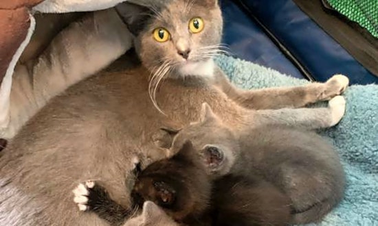 4 charming cats to adopt now in San Jose
