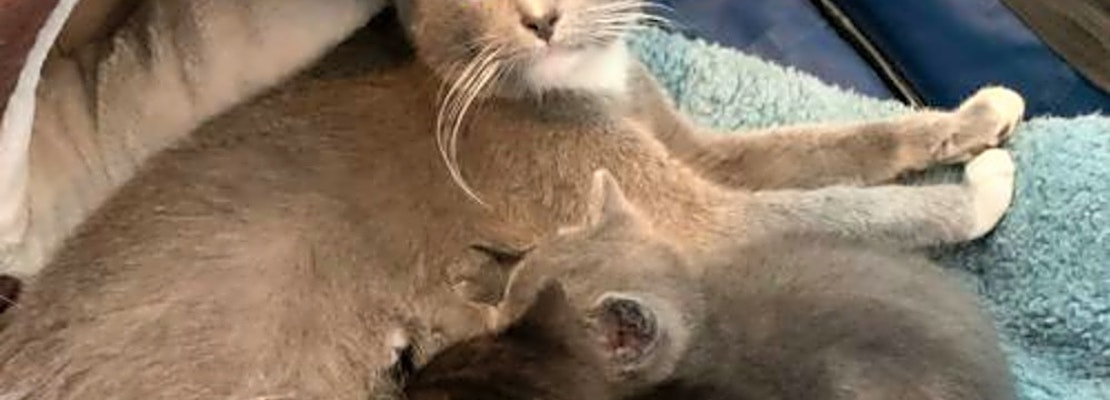4 charming cats to adopt now in San Jose