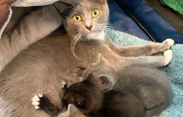 4 charming cats to adopt now in San Jose