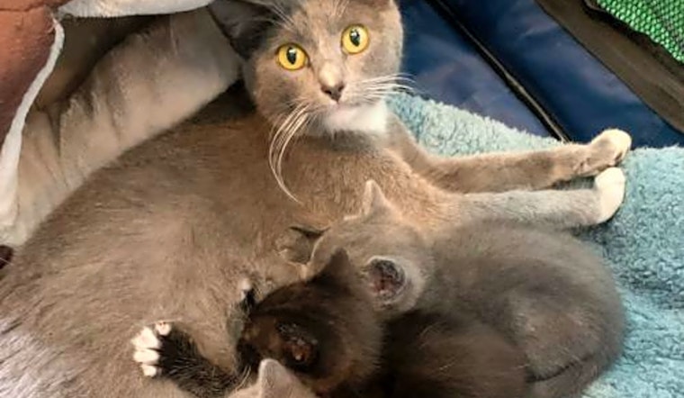 4 charming cats to adopt now in San Jose
