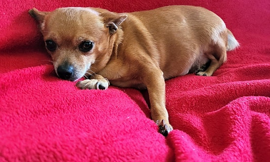 Looking to adopt a pet? Here are 3 lovable pups to adopt now in Portland