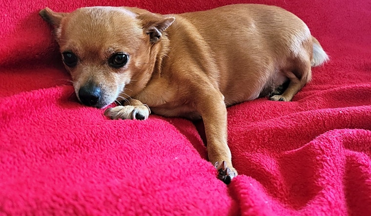 Looking to adopt a pet? Here are 3 lovable pups to adopt now in Portland