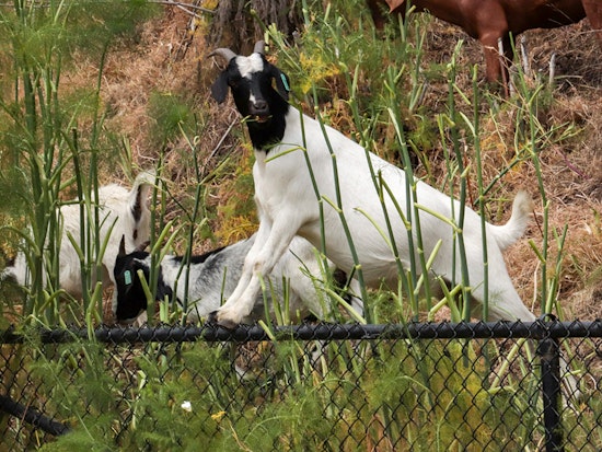 No shelter-in-place for weed-grazing goats on Rincon Hill