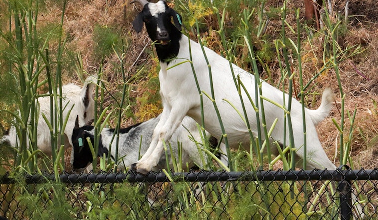No shelter-in-place for weed-grazing goats on Rincon Hill