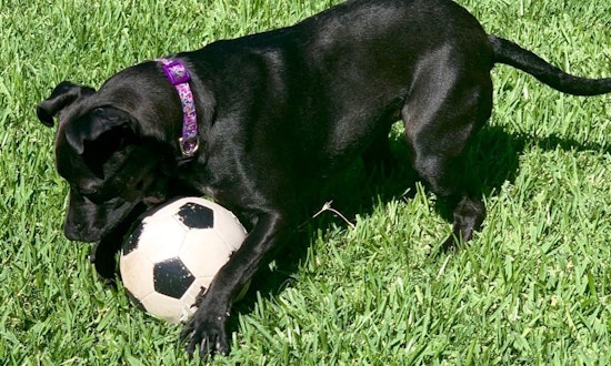 7 lovable pups ready to adopt now in Fort Worth