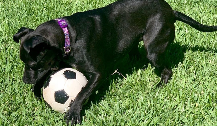 7 lovable pups ready to adopt now in Fort Worth