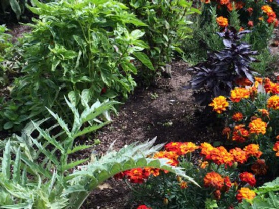 Rec & Parks Offers Spring Gardening Classes Under New Urban Agriculture Program