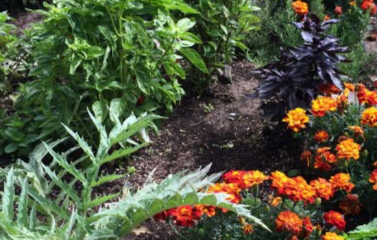 Rec & Parks Offers Spring Gardening Classes Under New Urban Agriculture Program